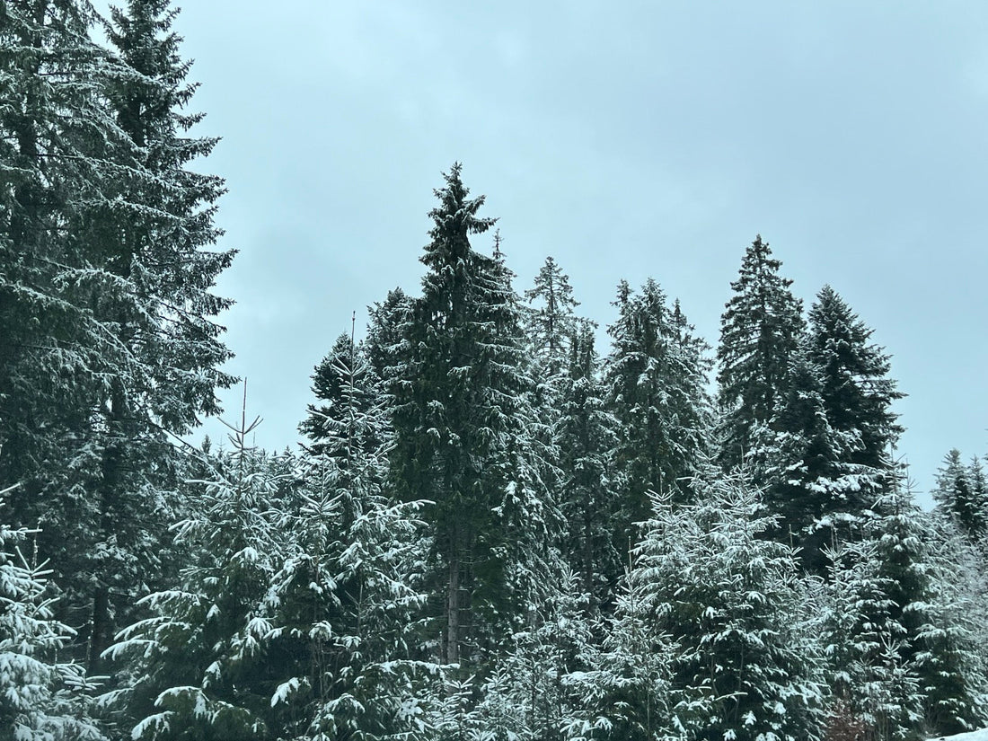 Je fabrique des livres dans une forêt