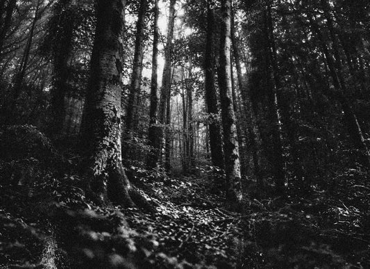 Je plante des arbres que je ne verrai pas grandir.